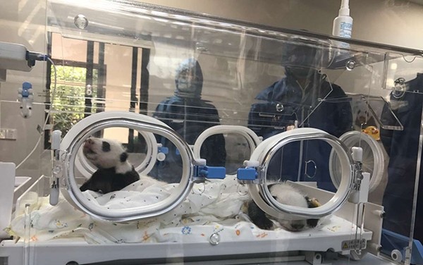 上海野生动物园龙凤胎熊猫宝宝满月，广州智汇