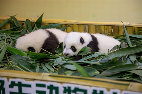 长隆又诞生一对大熊猫双胞胎，广州智汇