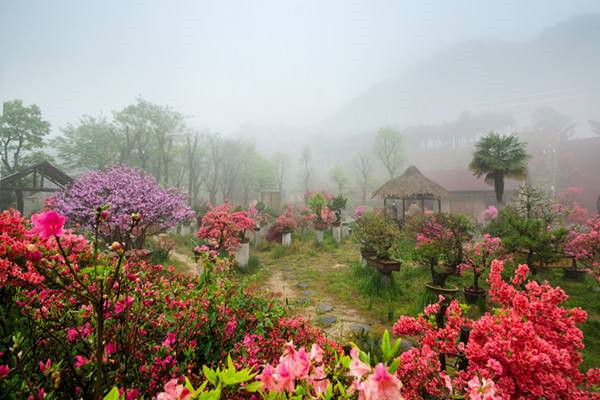 映山红生态旅游区