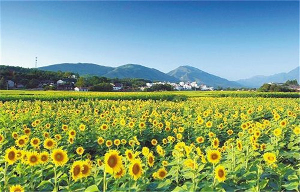 广西武宣：“赏花+”拉长多元产业链_乡村旅游策划_乡村旅游规划_乡村旅游运营管理_广州智汇