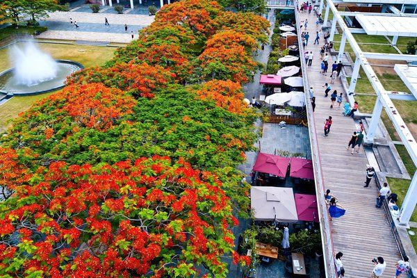 华侨城“凤凰花嘉年华”，以自然之名诠释美好生活_旅游产业策划_旅游产业规划_旅游产业运营管理_广州智汇