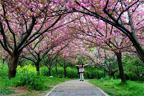 踏春旅行喜迎热潮 “花牌”景区多招纳客_踏春赏花_踏春旅行