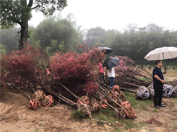 英德南国童话庄园花卉绿植有序种植_策划_规划设计_运营管理_广州智汇